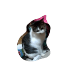猫のみるちゃん（個別スタンプ：2）