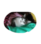 猫のみるちゃん（個別スタンプ：4）