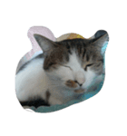 猫のみるちゃん（個別スタンプ：7）