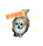 Lu little sister's life（個別スタンプ：1）