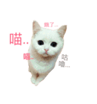 Fantastic cat Yuki（個別スタンプ：3）