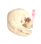 Fantastic cat Yuki（個別スタンプ：4）