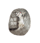 Fantastic cat Yuki（個別スタンプ：6）