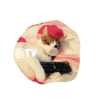 Fantastic cat Yuki（個別スタンプ：7）