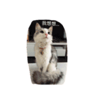 Fantastic cat Yuki（個別スタンプ：9）