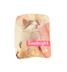 Fantastic cat Yuki（個別スタンプ：10）