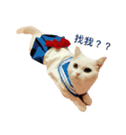 Fantastic cat Yuki（個別スタンプ：11）