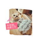 Fantastic cat Yuki（個別スタンプ：13）