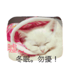 Fantastic cat Yuki（個別スタンプ：18）