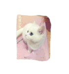 Fantastic cat Yuki（個別スタンプ：20）
