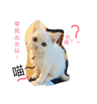 Fantastic cat Yuki（個別スタンプ：21）
