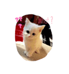 Fantastic cat Yuki（個別スタンプ：22）