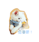 Fantastic cat Yuki（個別スタンプ：25）