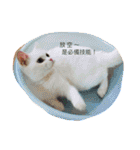 Fantastic cat Yuki（個別スタンプ：26）