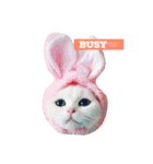 Fantastic cat Yuki（個別スタンプ：30）