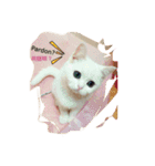 Fantastic cat Yuki（個別スタンプ：31）