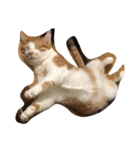 money money cat（個別スタンプ：1）