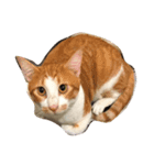 money money cat（個別スタンプ：2）