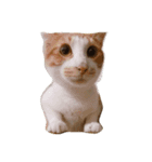 money money cat（個別スタンプ：3）