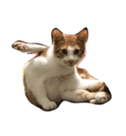 money money cat（個別スタンプ：4）