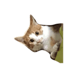 money money cat（個別スタンプ：5）