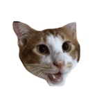 money money cat（個別スタンプ：6）
