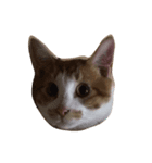money money cat（個別スタンプ：7）