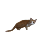 money money cat（個別スタンプ：8）
