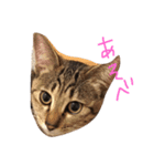 シュガースタンプ（個別スタンプ：8）