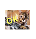 猫との日々（個別スタンプ：2）