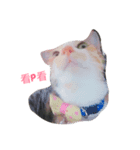 kitty flower（個別スタンプ：1）
