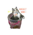 kitty flower（個別スタンプ：2）