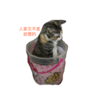 kitty flower（個別スタンプ：3）