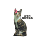 kitty flower（個別スタンプ：6）