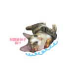 kitty flower（個別スタンプ：7）