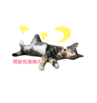 kitty flower（個別スタンプ：8）