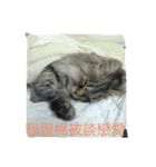 qiuqiu（個別スタンプ：5）
