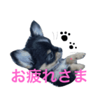 黒チワワやしゃまる〜English編〜（個別スタンプ：5）
