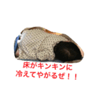Yたんズ（個別スタンプ：7）