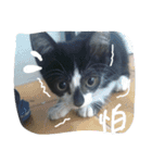 Kitten Mochi（個別スタンプ：5）