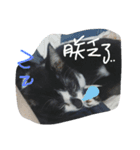 Kitten Mochi（個別スタンプ：6）
