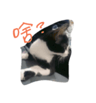 Kitten Mochi（個別スタンプ：7）