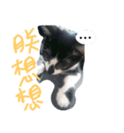 Kitten Mochi（個別スタンプ：8）