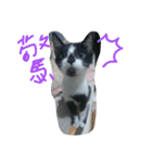 Kitten Mochi（個別スタンプ：9）