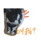 Kitten Mochi（個別スタンプ：10）