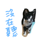 Kitten Mochi（個別スタンプ：12）