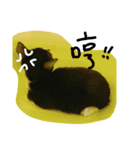 Kitten Mochi（個別スタンプ：13）