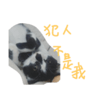 Kitten Mochi（個別スタンプ：15）