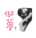 Kitten Mochi（個別スタンプ：16）