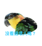 birds love X7（個別スタンプ：3）